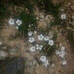 Cerastium soleirolii Λουλούδι