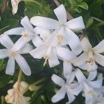 Turraea mombassana Λουλούδι