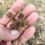 Cyperus difformis Flors