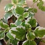 Plectranthus madagascariensisBlad