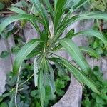 Erysimum × cheiriΦύλλο