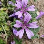 Malva sylvestrisFiore