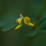 Crotalaria medicaginea Květ