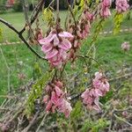 Robinia viscosaBlomma