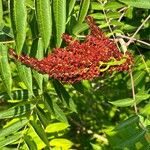 Rhus glabra Fruto