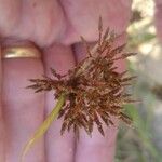 Cyperus haspan Blüte