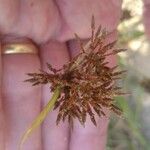 Cyperus haspan പുഷ്പം