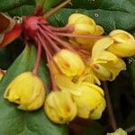 Berberis julianae 花