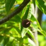 Poupartia borbonica Gyümölcs
