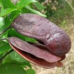 Erythrophleum suaveolens Fruit