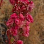 Rumex vesicarius Fiore