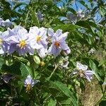 Solanum bonariense Kwiat