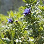 Buglossoides gastonii 形態