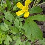 Ranunculus hispidus Leaf