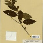 Henriettea granulata Leaf