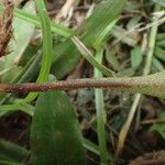 Pyrrosia lanceolata Blad