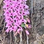 Dendrobium anosmum Цвят