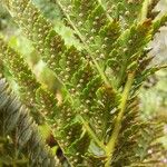 Polystichum ammifolium Fruct