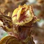 Orobanche gracilis Blomst