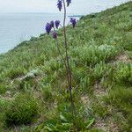 Salvia nutans Blad