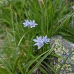 Scilla verna Flower