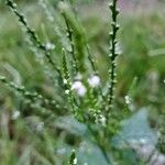 Verbena urticifoliaFlower