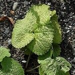 Phlomoides tuberosa Φύλλο