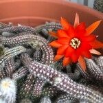 Echinopsis chamaecereusЦвят