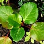 Bergenia crassifolia Leaf