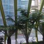 Dicksonia antarctica 整株植物