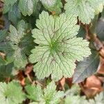 Geranium × oxonianum Folha