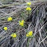 Ononis pusilla Flor