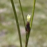 Juncus trifidus Květ