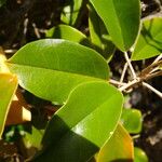 Quadrella cynophallophora Hoja