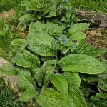 Pentaglottis sempervirens Elinympäristö