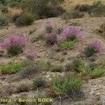 Limonium insigne Habit