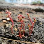 Crassula vaillantii Hábito