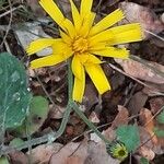 Hieracium glaucinum Flower