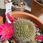 Rebutia minuscula Leaf