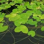 Nymphaea tetragona 整株植物