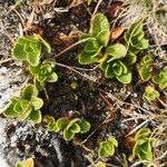 Veronica bellidioides Likasa