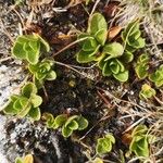 Veronica bellidioides Blad