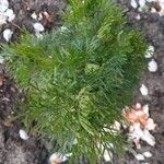 Artemisia abrotanum葉