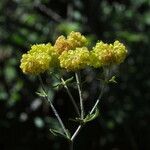 Eriogonum umbellatum Flower