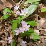 Claytonia caroliniana Blomma