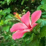 Hibiscus rosa-sinensis花