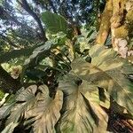 Philodendron fragrantissimum Hoja