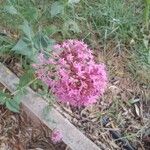 Centranthus lecoqii 花