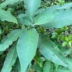 Solanum mauritianum Blatt