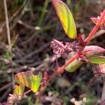 Atriplex glabriuscula Froito